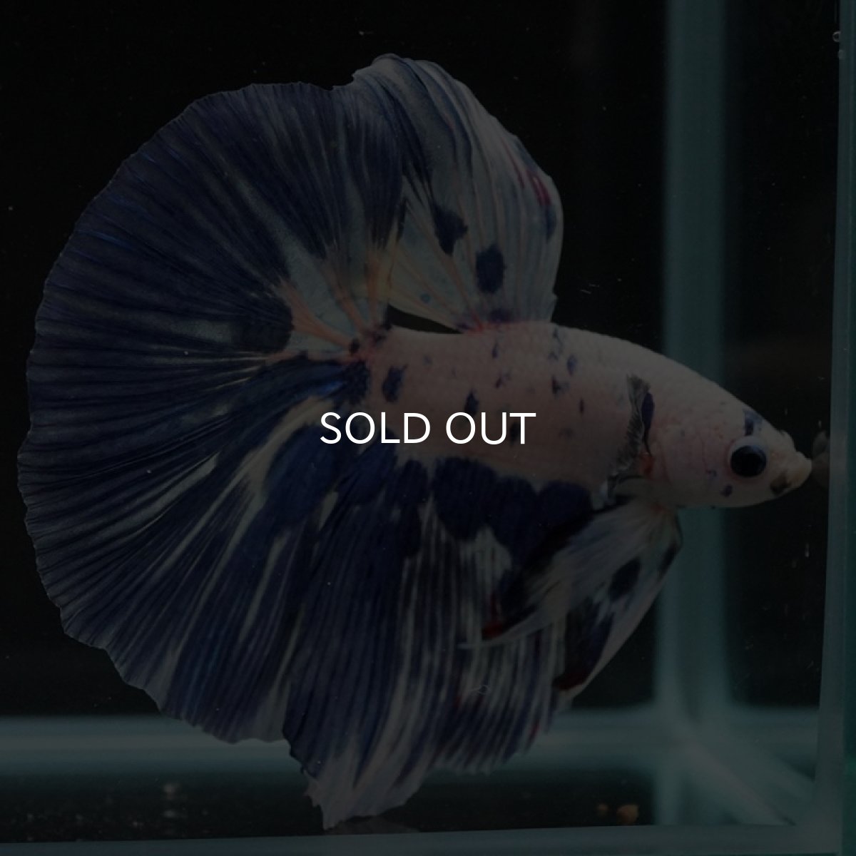 画像2: HM ホワイトブルーマーブル (2)