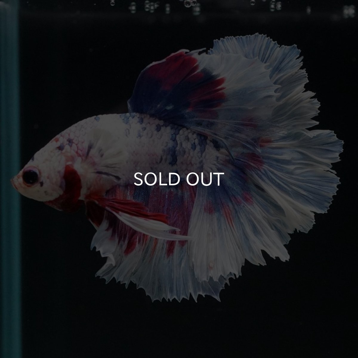 画像7: HM　ファンシーパープル　ローズテール (7)