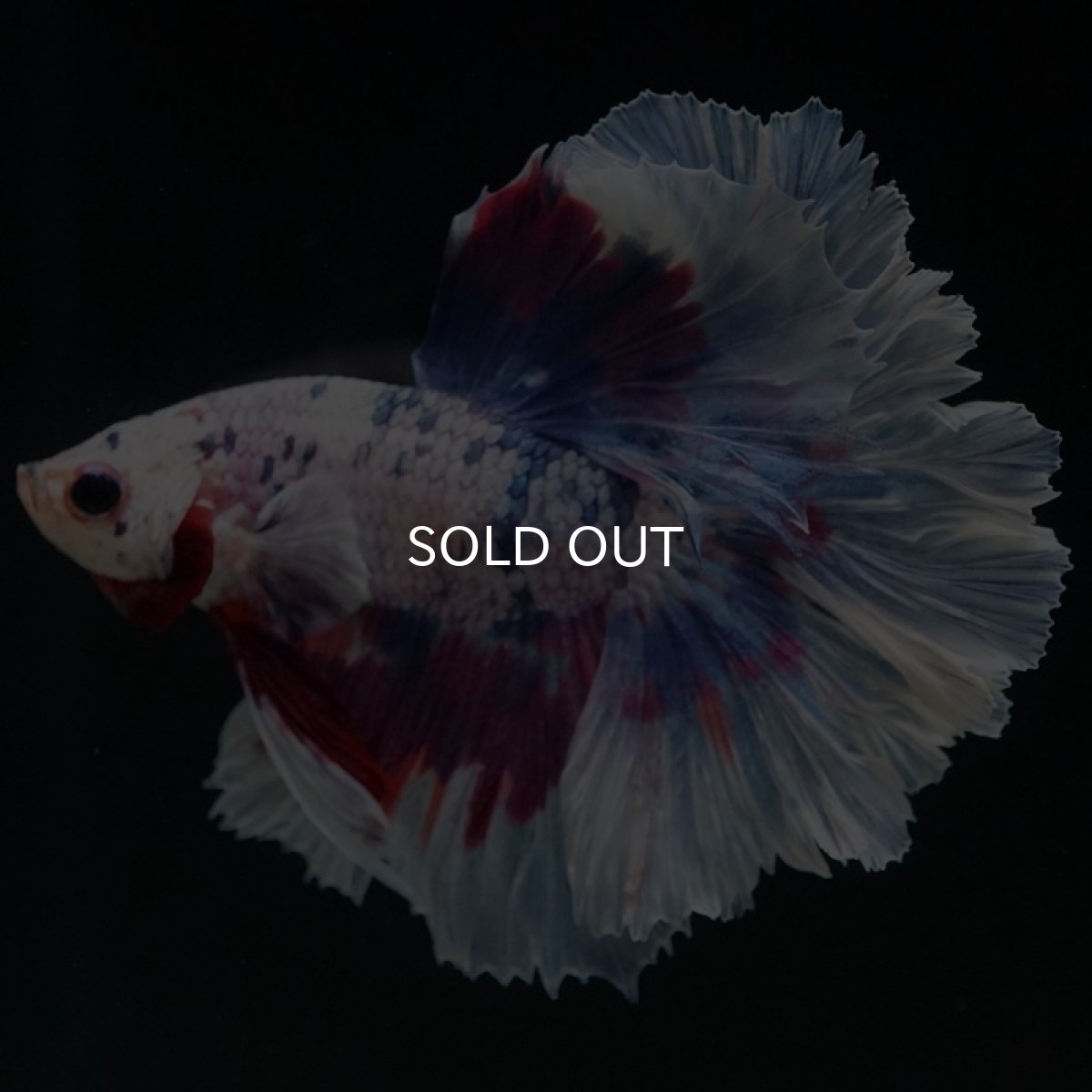 画像6: HM　ファンシーパープル　ローズテール (6)