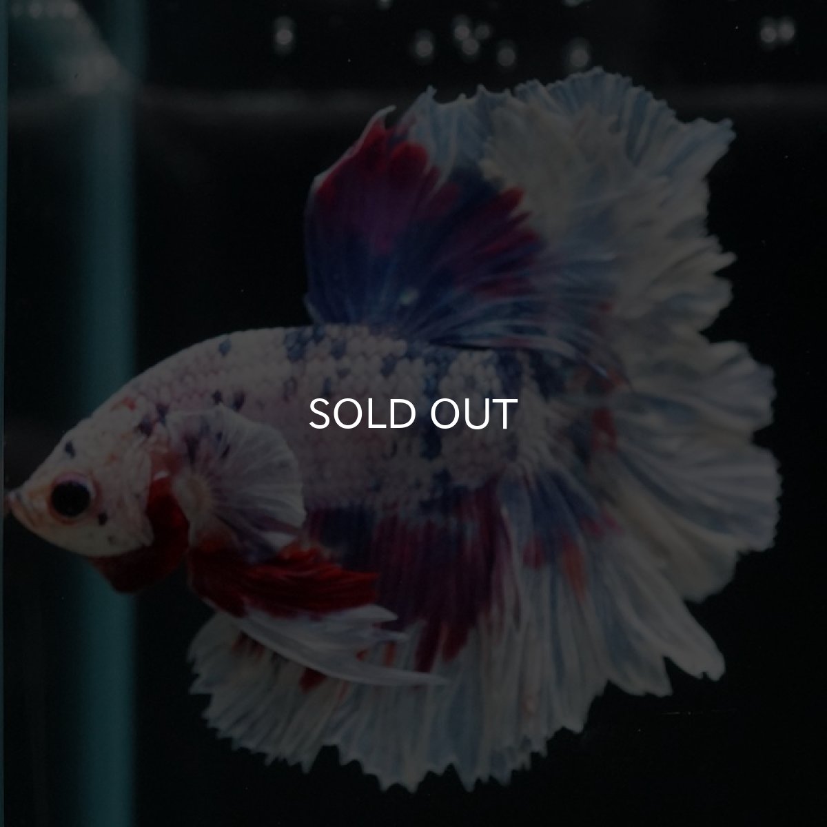 画像4: HM　ファンシーパープル　ローズテール (4)