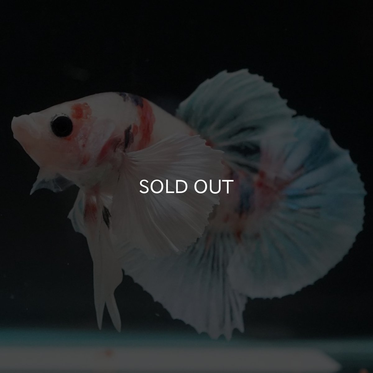 画像5: HMPK　ファンシーダンボ (5)