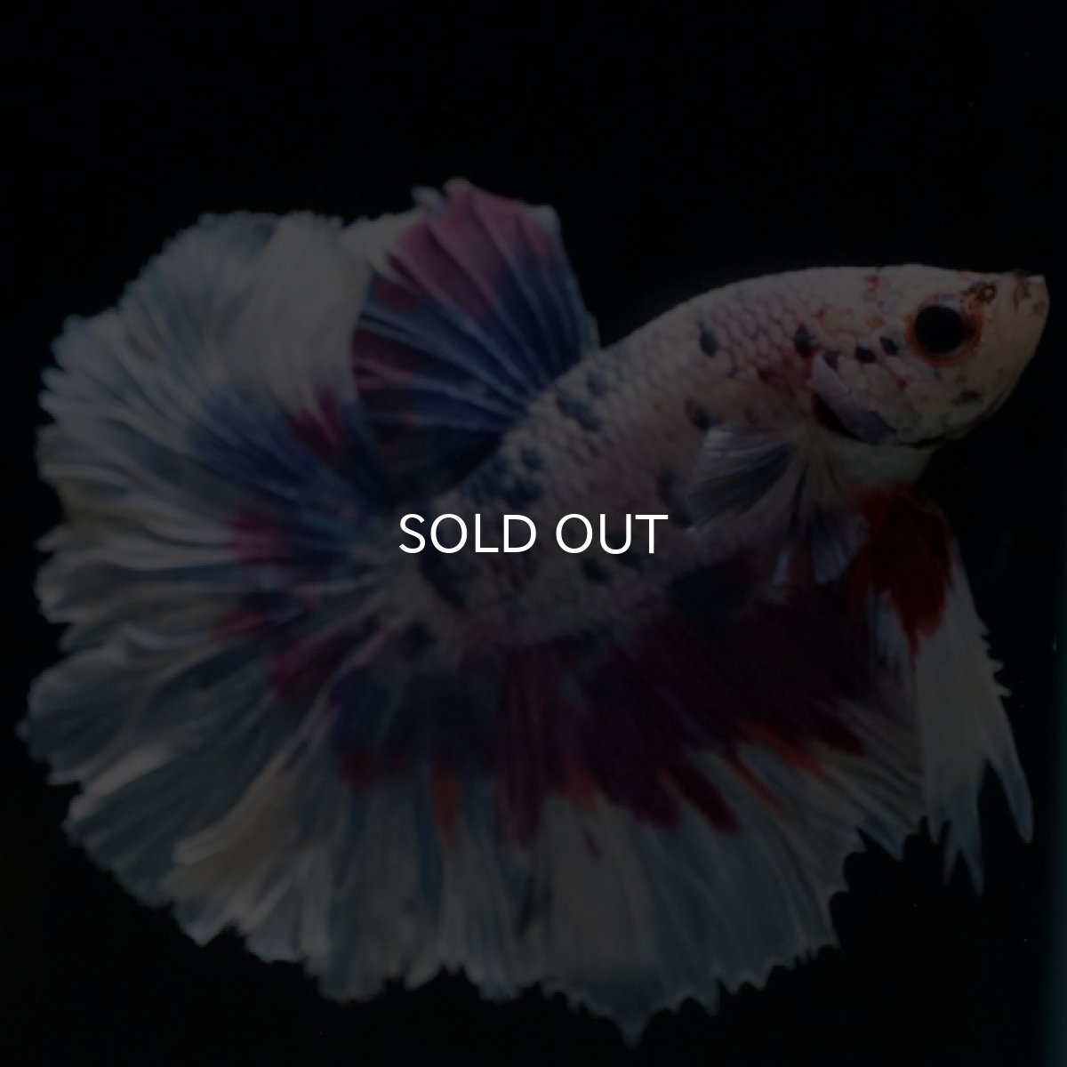 画像3: HM　ファンシーパープル　ローズテール (3)