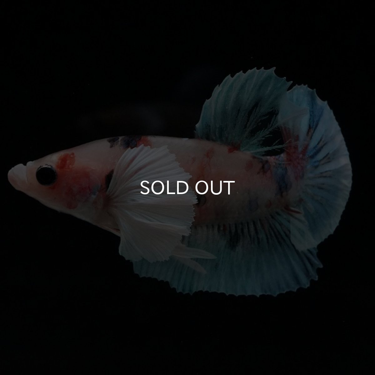 画像4: HMPK　ファンシーダンボ (4)