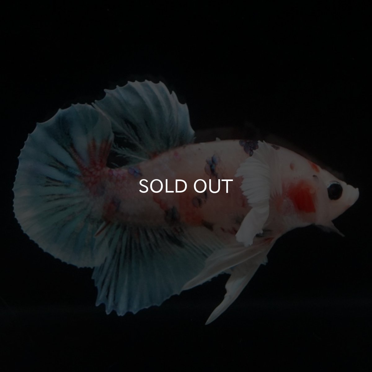 画像3: HMPK　ファンシーダンボ (3)