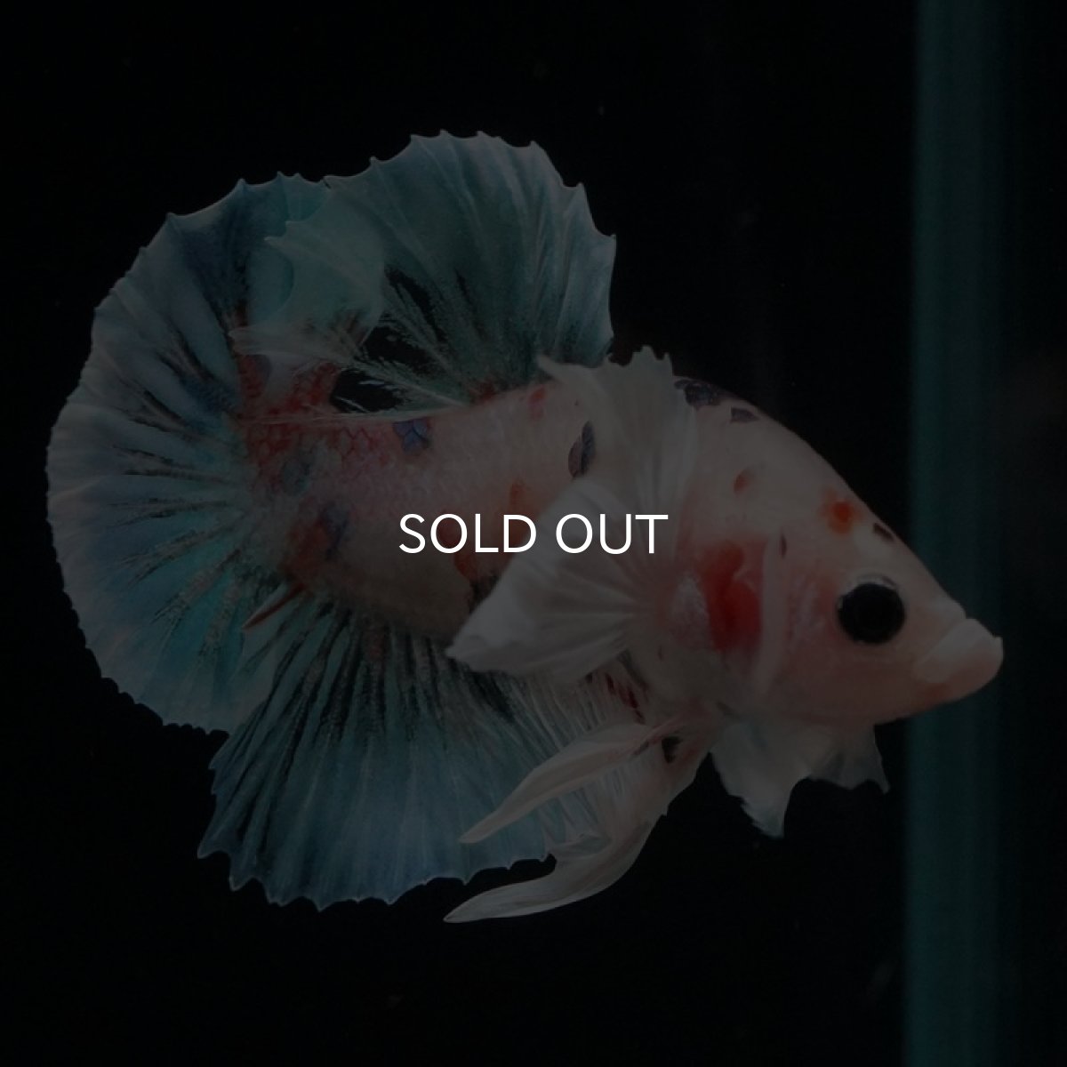 画像2: HMPK　ファンシーダンボ (2)