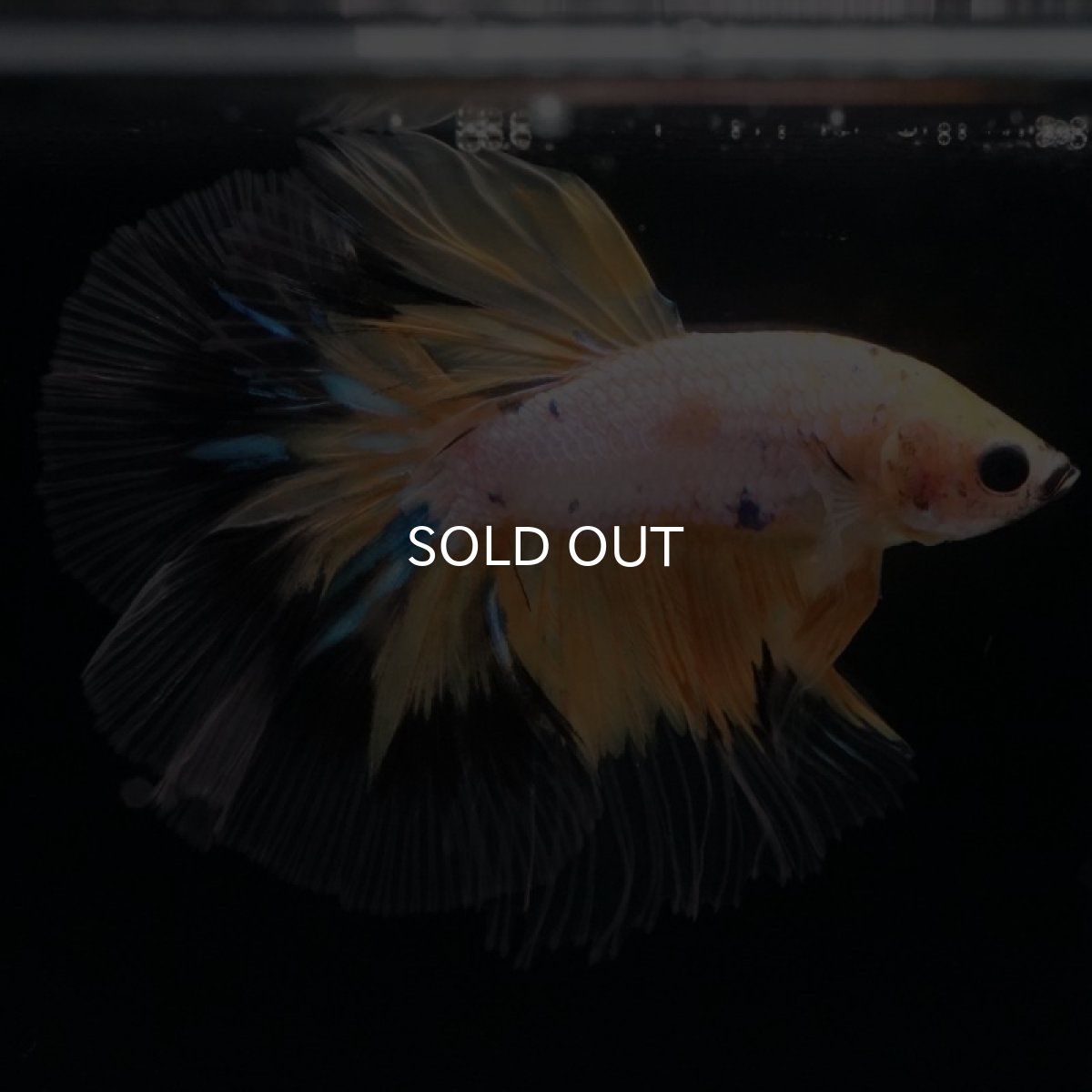 画像5: HM　イエローファンシー (5)