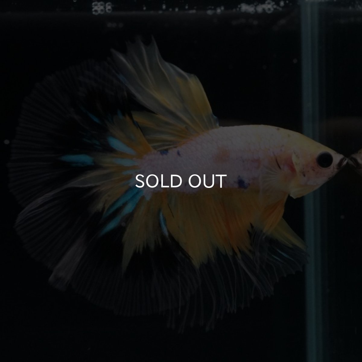 画像4: HM　イエローファンシー (4)