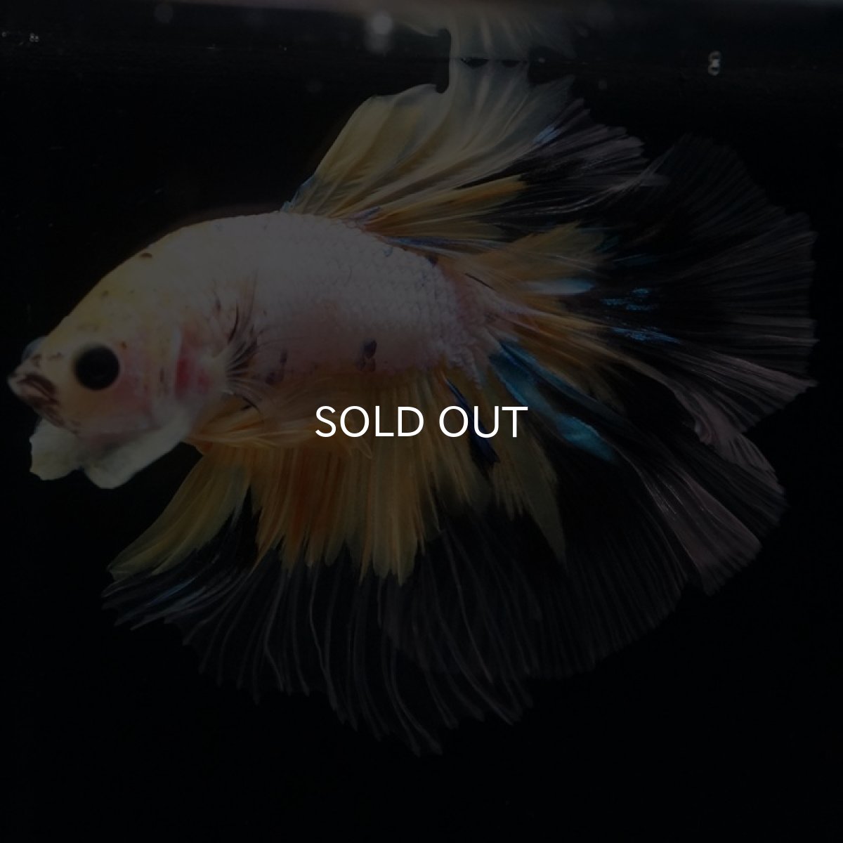 画像3: HM　イエローファンシー (3)