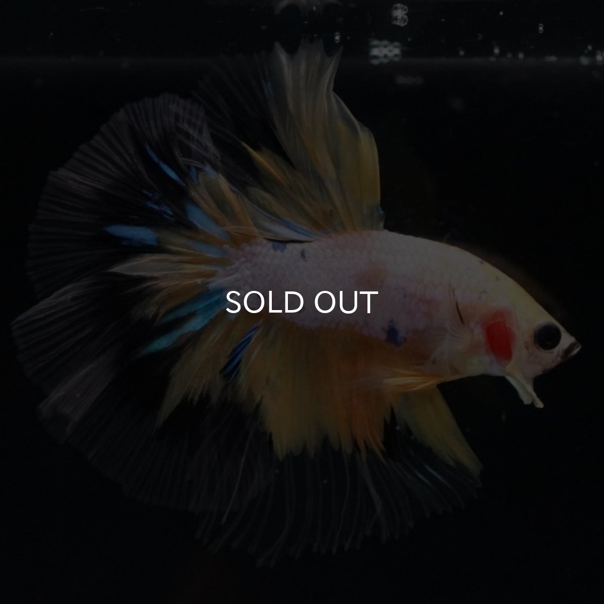 画像2: HM　イエローファンシー (2)