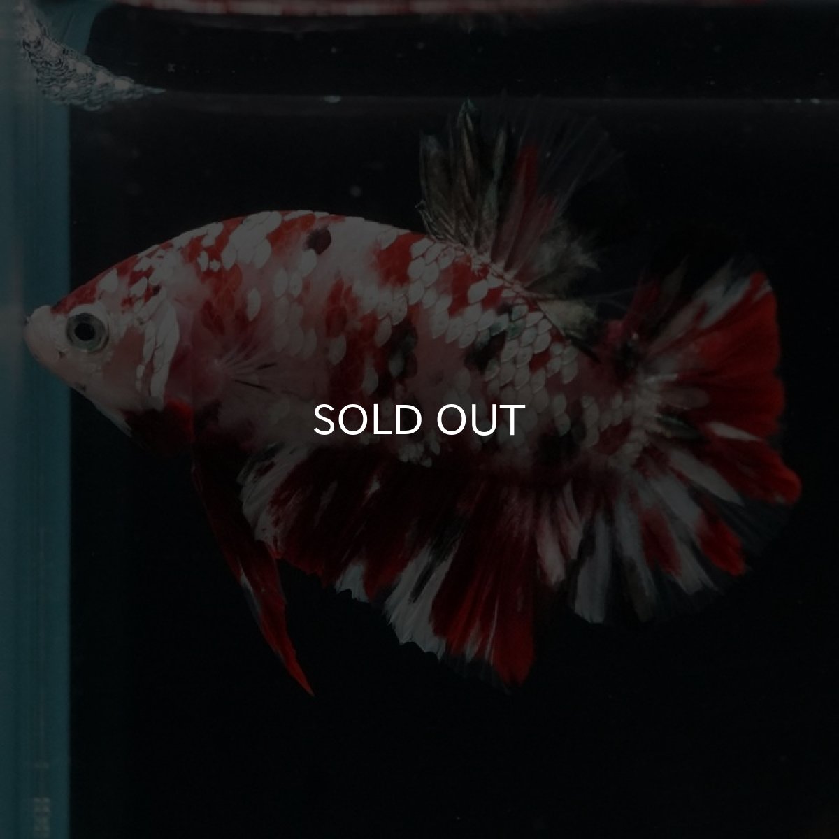 画像2: HMPK 　レッドギャラクシー (2)