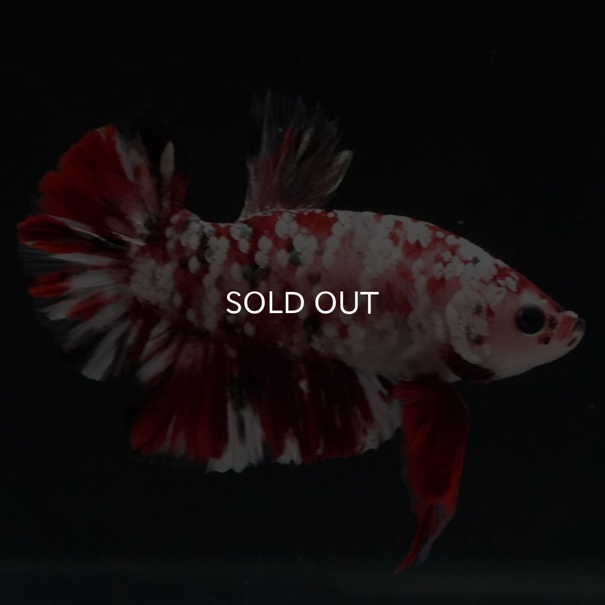 画像10: HMPK 　レッドギャラクシー (10)