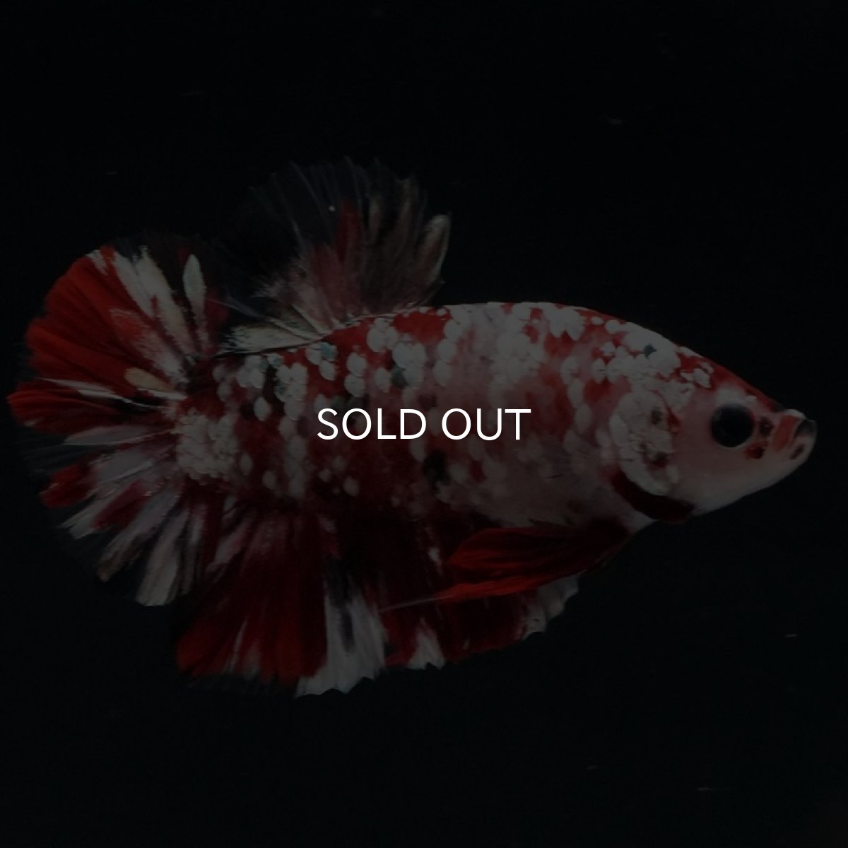 画像9: HMPK 　レッドギャラクシー (9)