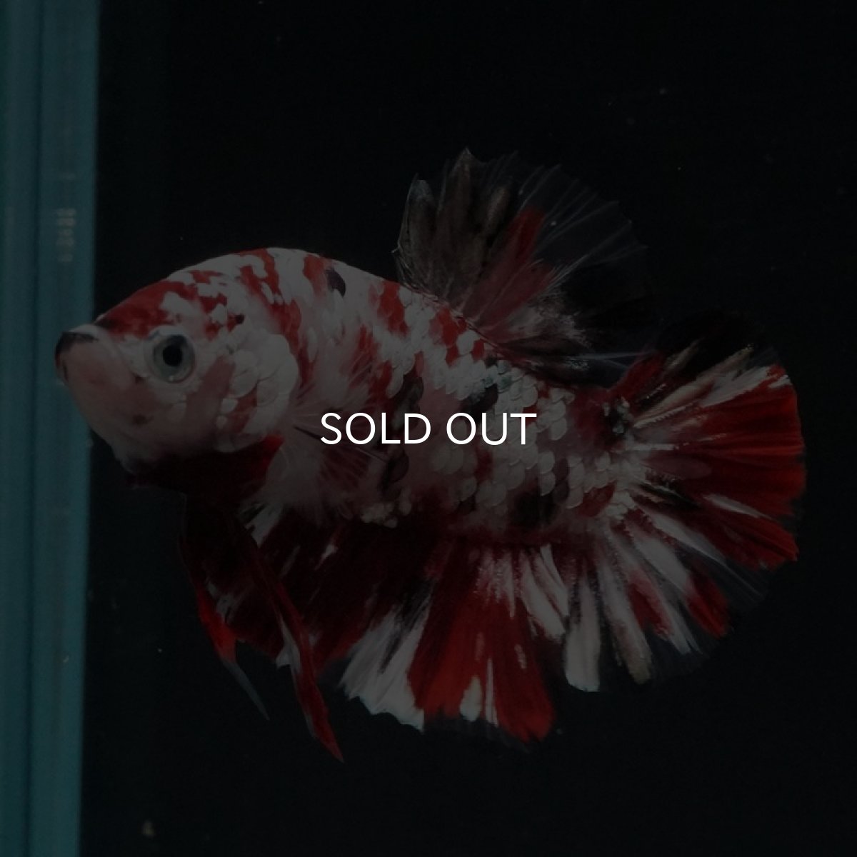 画像8: HMPK 　レッドギャラクシー (8)