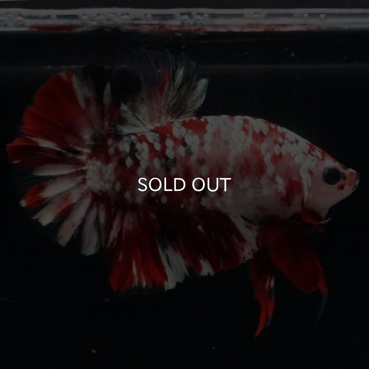 画像7: HMPK 　レッドギャラクシー (7)