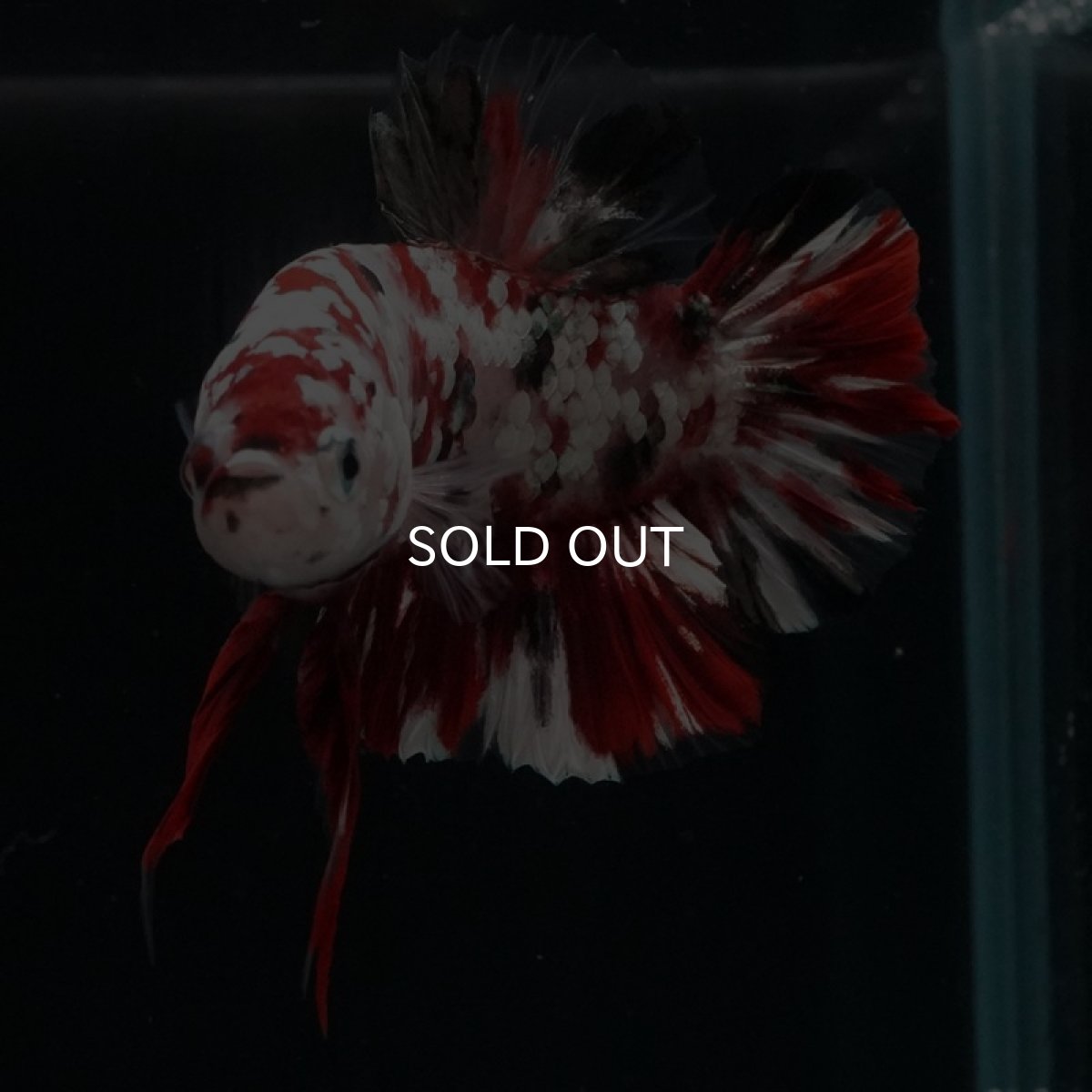 画像5: HMPK 　レッドギャラクシー (5)