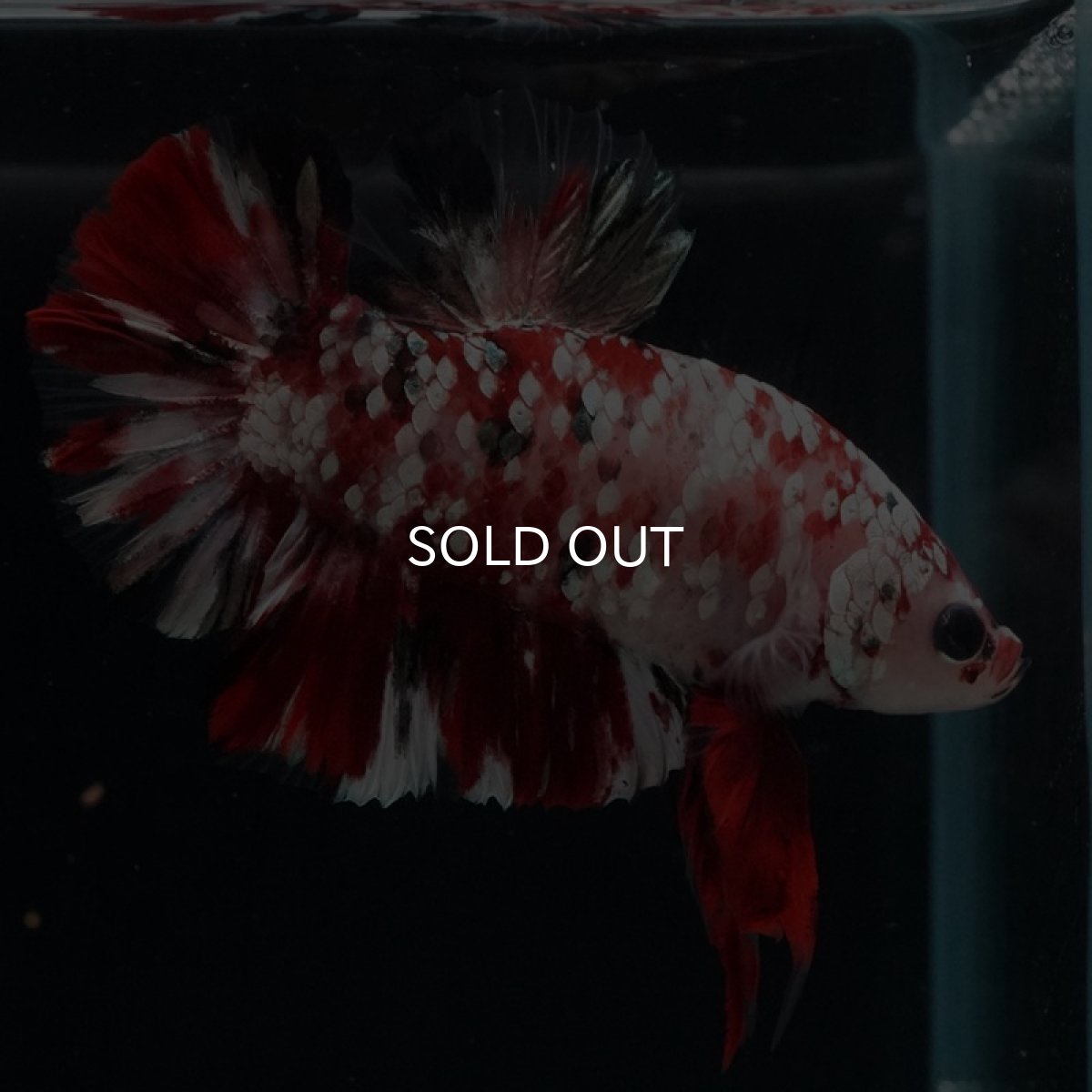 画像4: HMPK 　レッドギャラクシー (4)