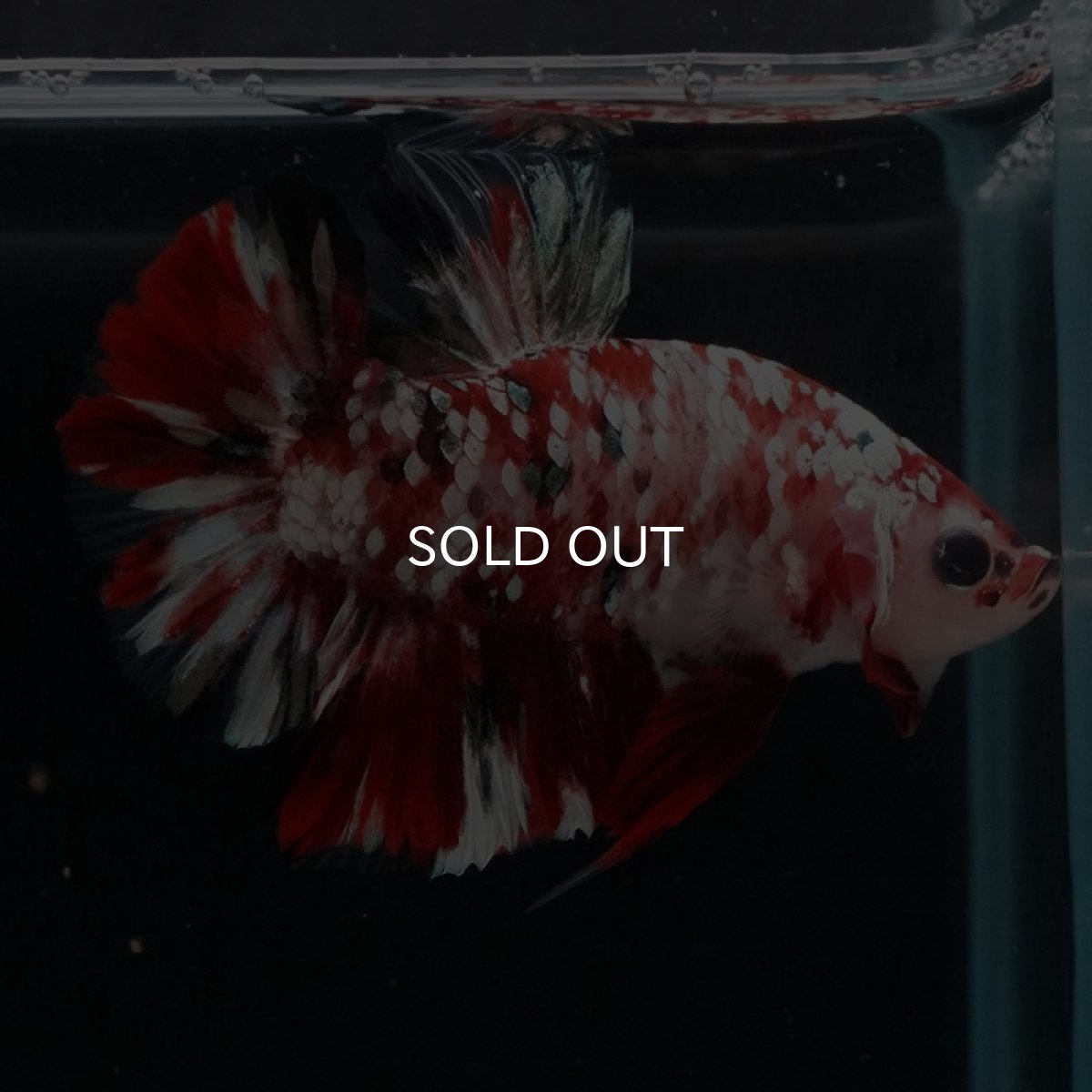 画像3: HMPK 　レッドギャラクシー (3)