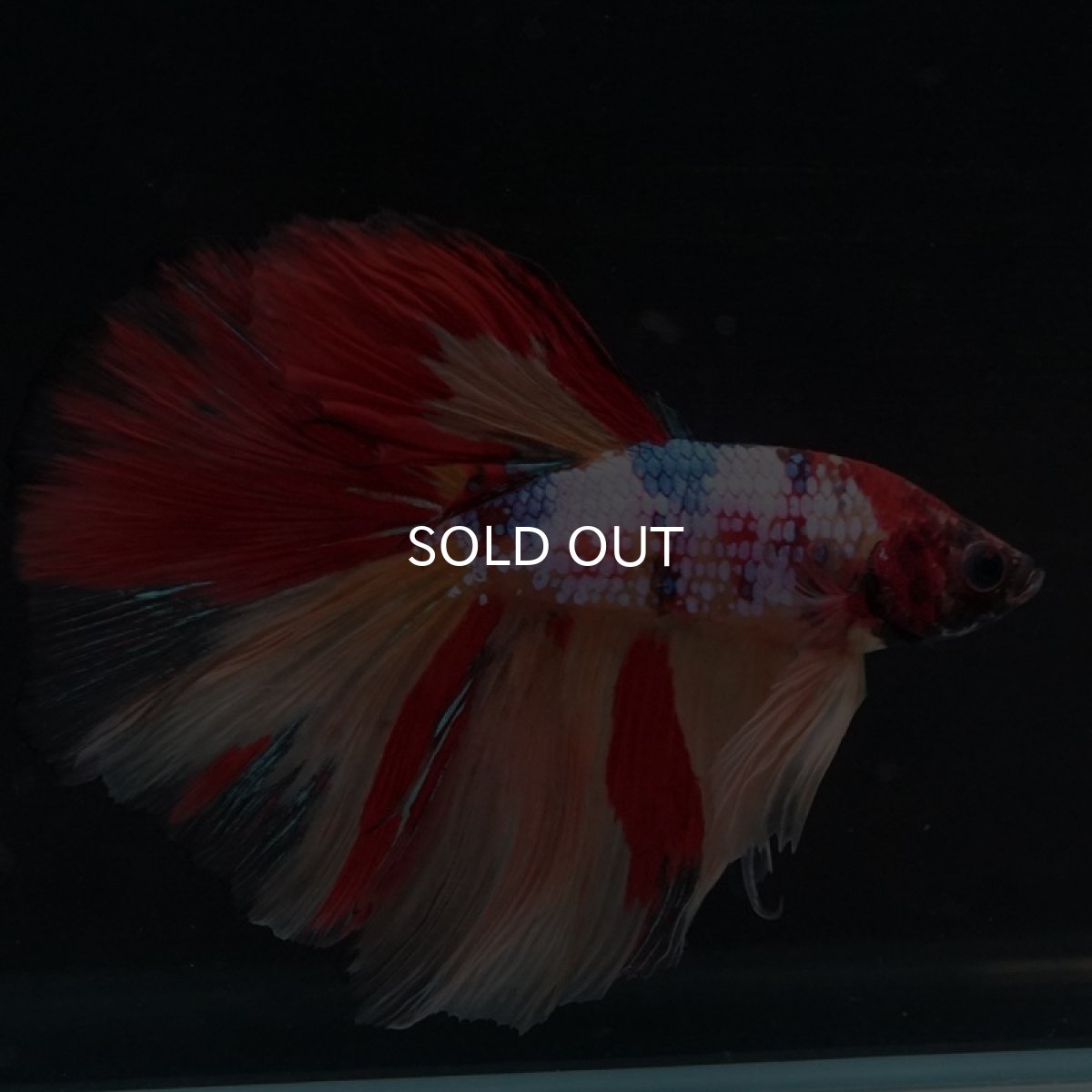 画像2: HM　キャンディレインボー (2)