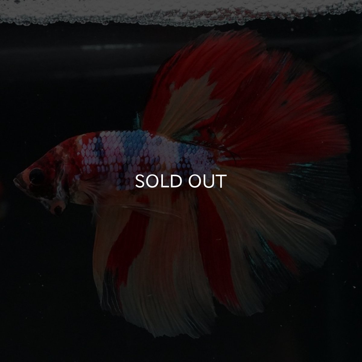 画像7: HM　キャンディレインボー (7)