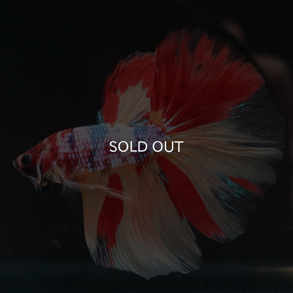 画像6: HM　キャンディレインボー (6)