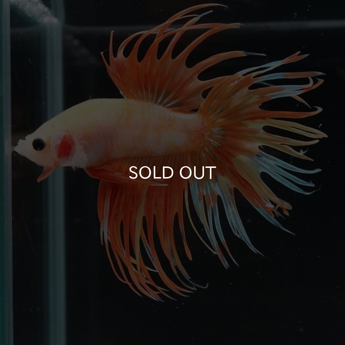 画像6: CT　オレンジイエローファンシー (6)