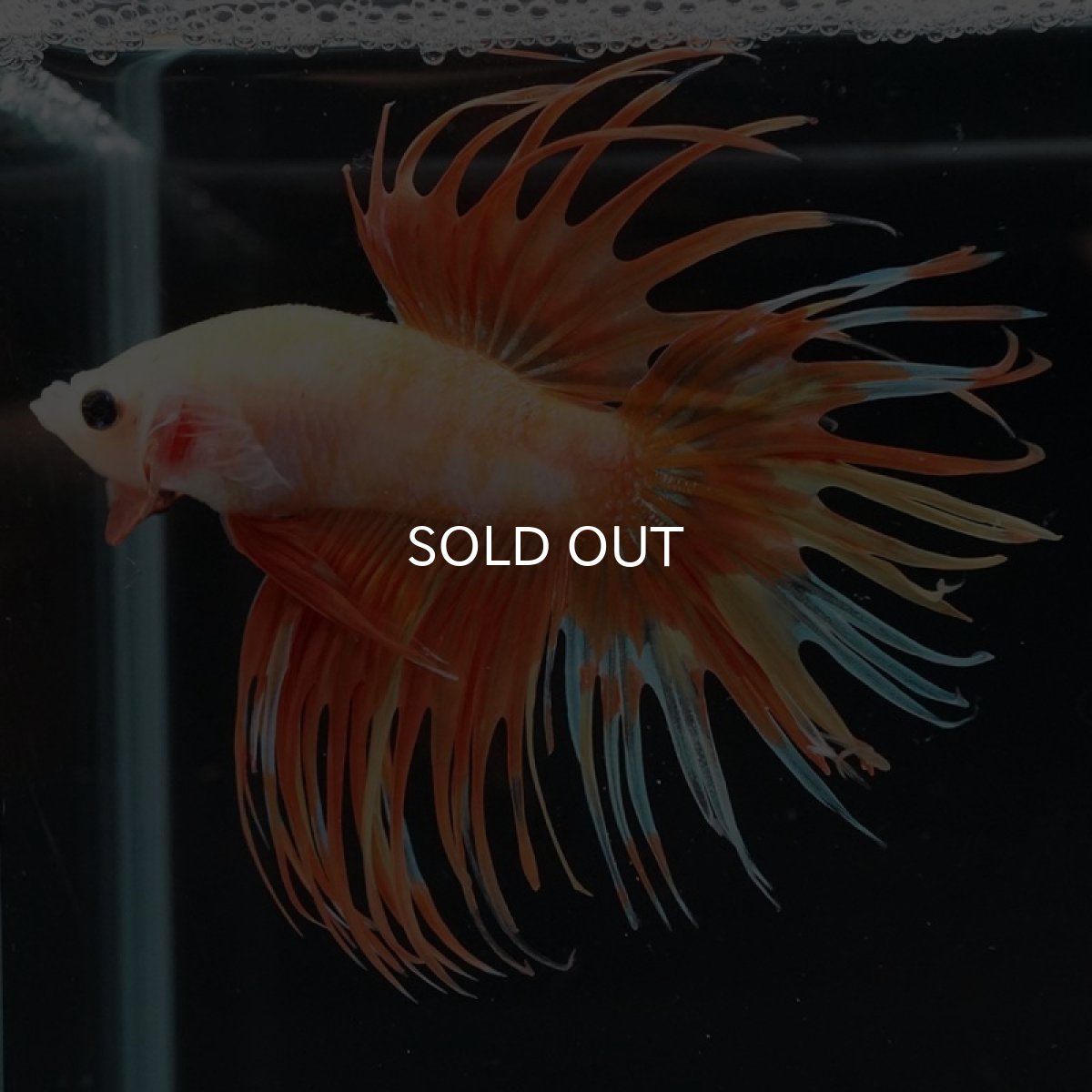 画像5: CT　オレンジイエローファンシー (5)