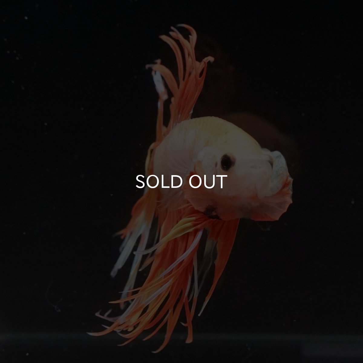 画像3: CT　オレンジイエローファンシー (3)