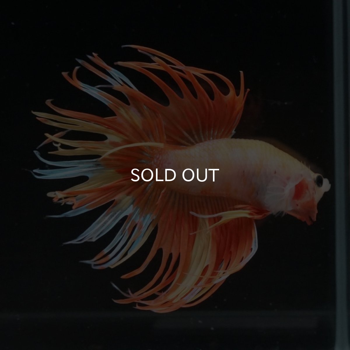 画像2: CT　オレンジイエローファンシー (2)