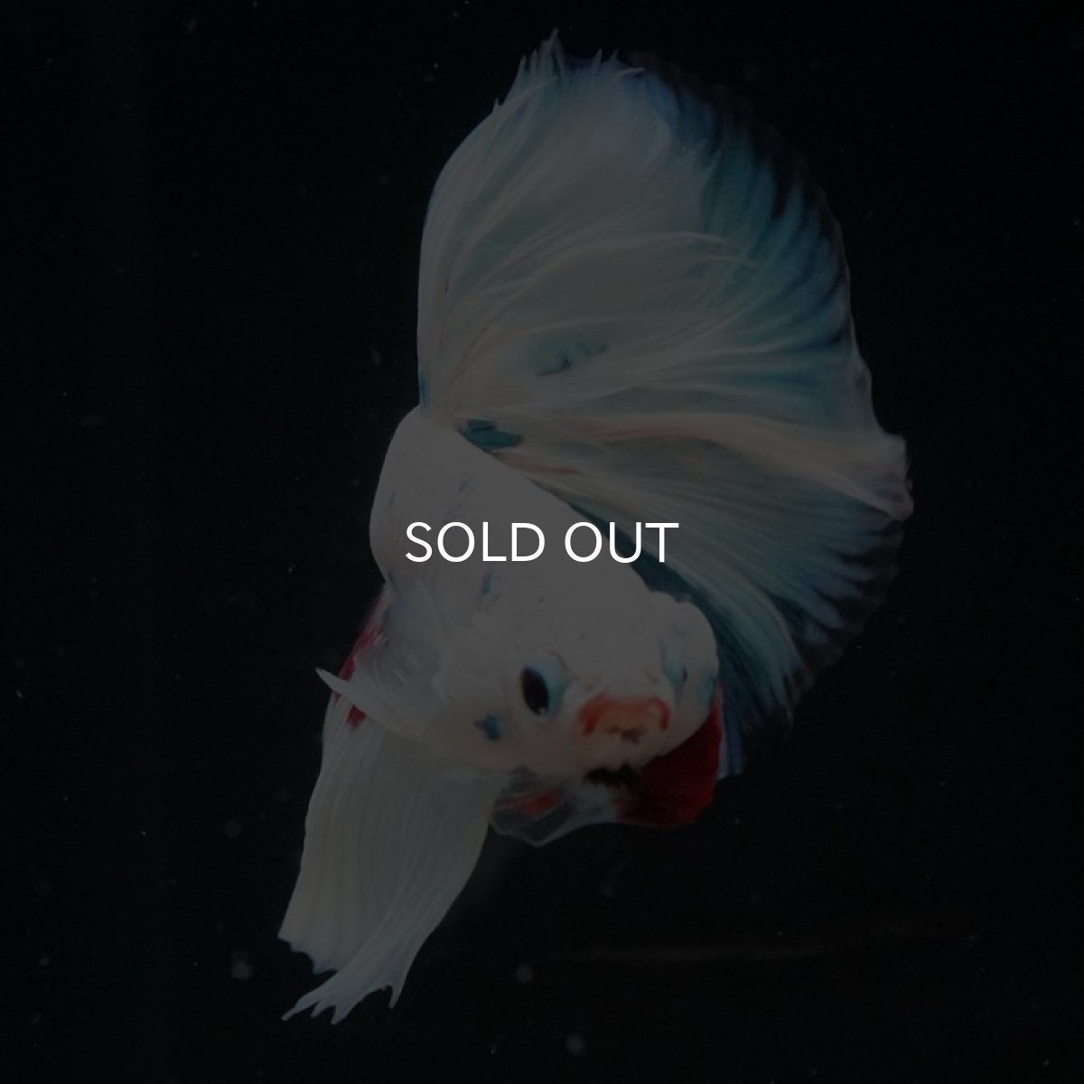 画像7: HM ホワイトファンシー (7)