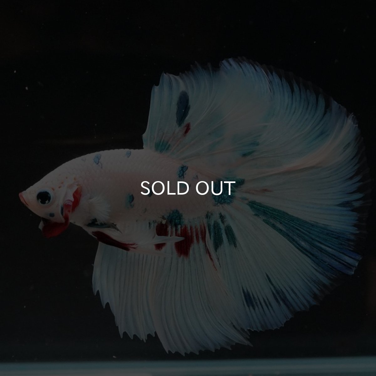 画像6: HM ホワイトファンシー (6)