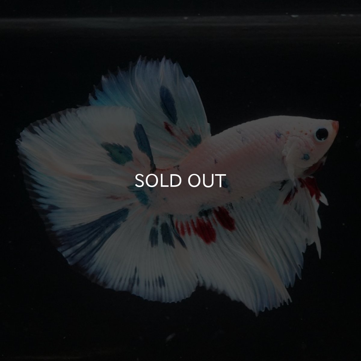 画像5: HM ホワイトファンシー (5)