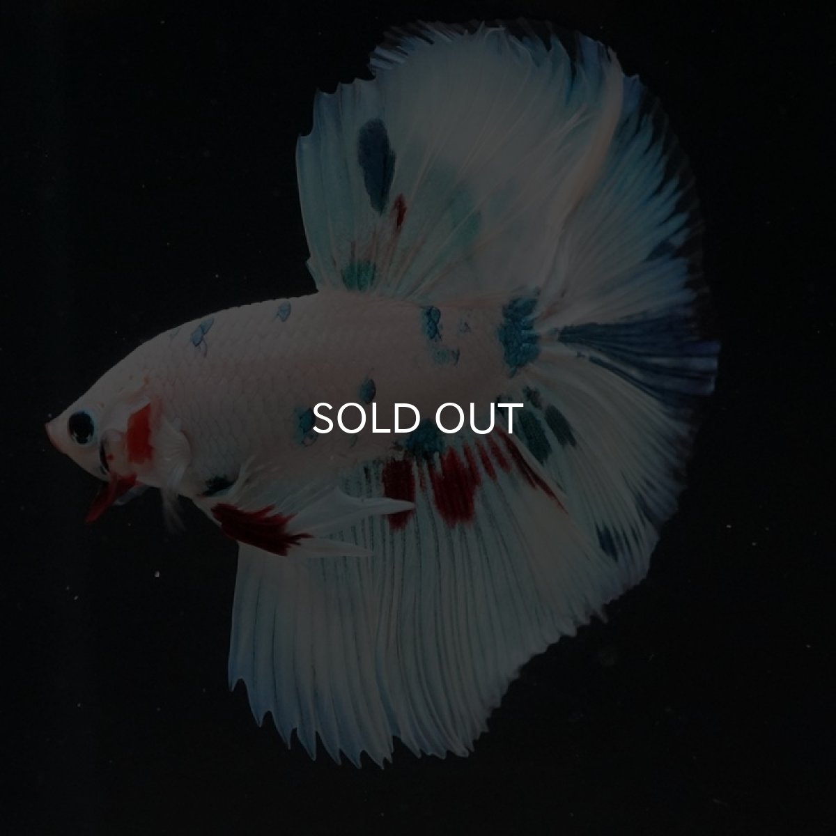 画像4: HM ホワイトファンシー (4)