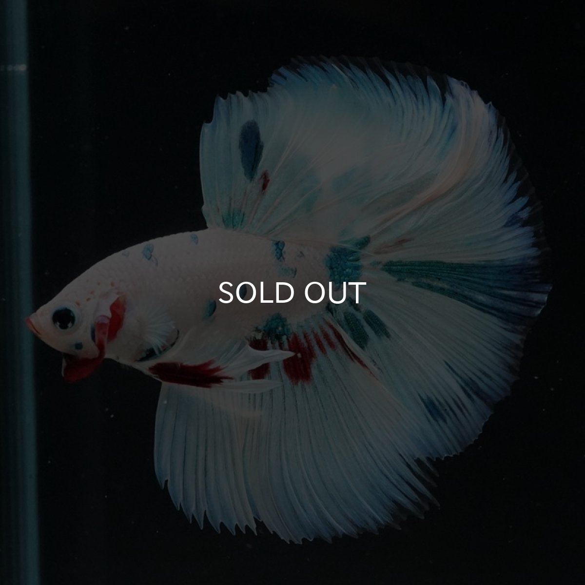 画像3: HM ホワイトファンシー (3)