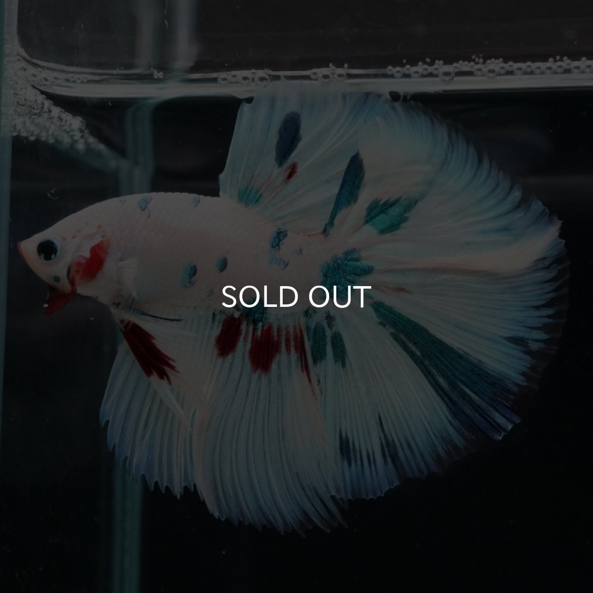 画像2: HM ホワイトファンシー (2)