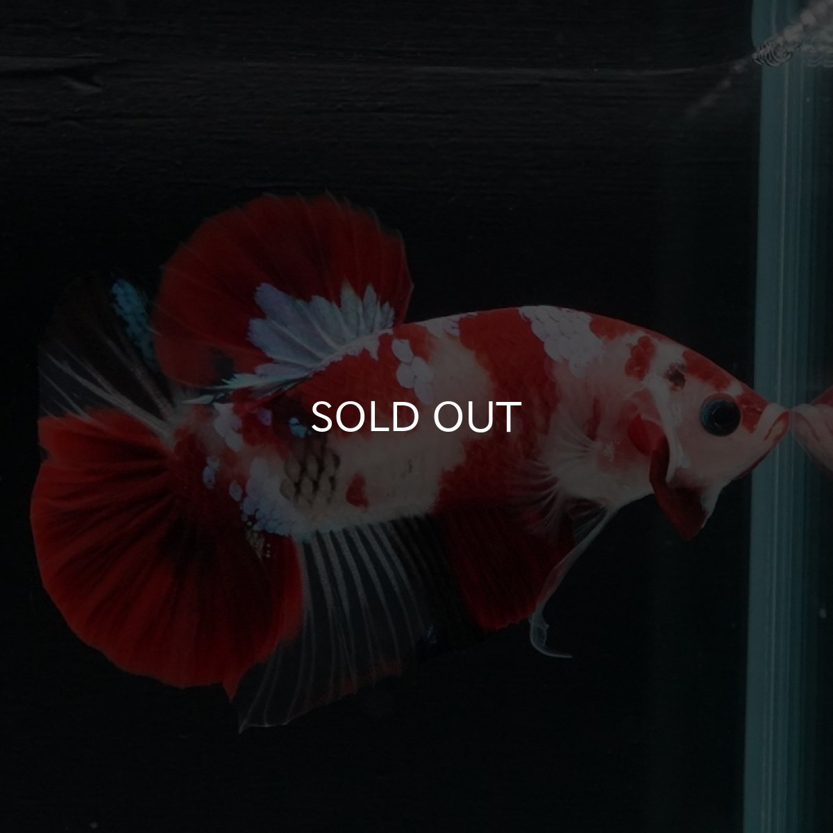 画像3: HMPK　鯉 (3)