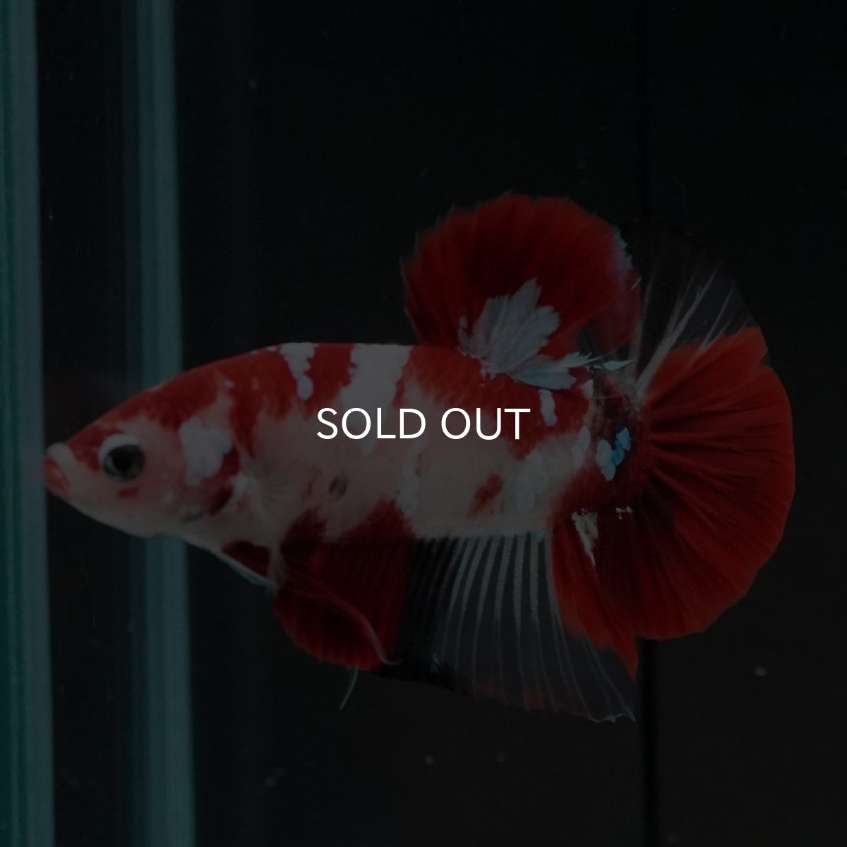 画像2: HMPK　鯉 (2)