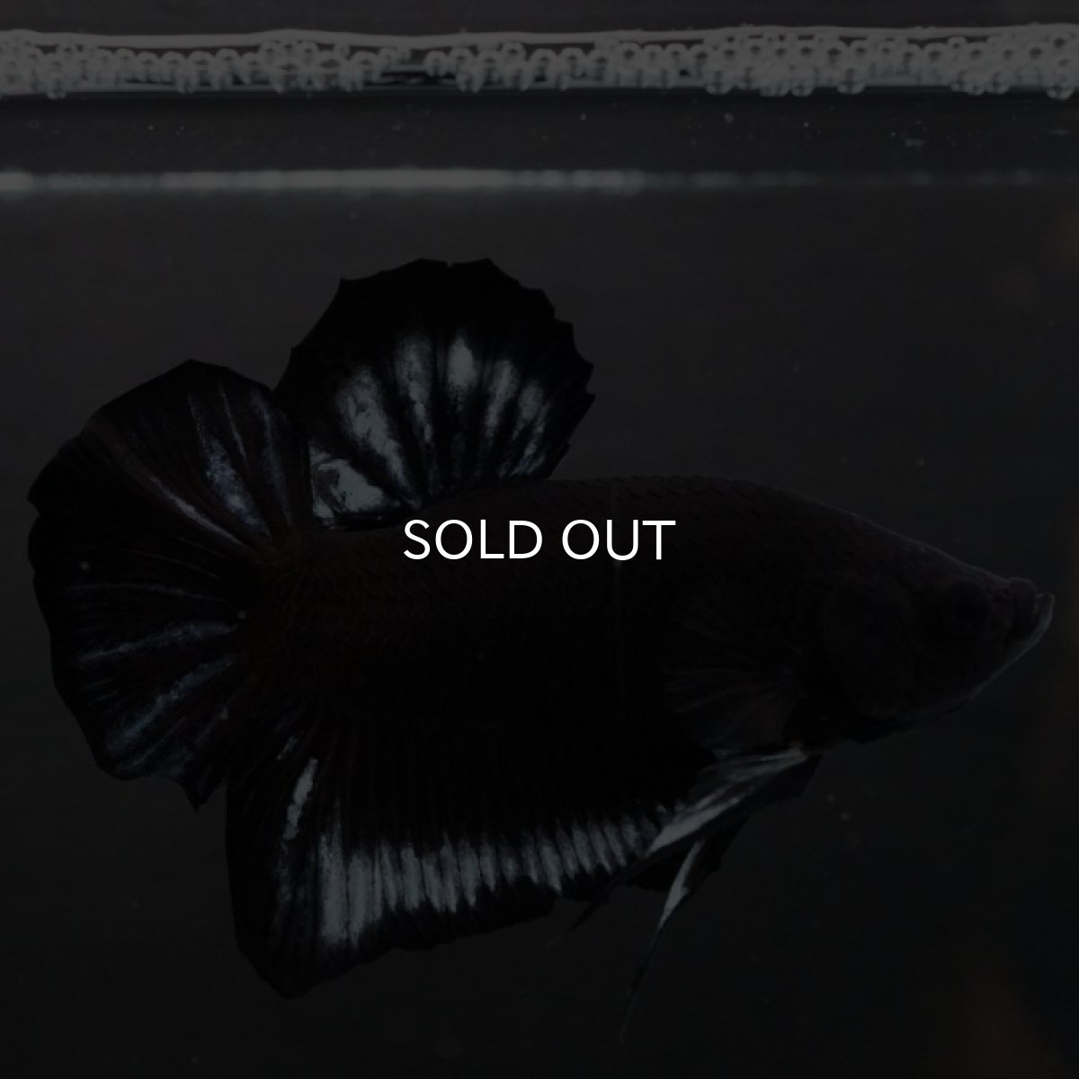 画像7: HMPK　ブラックファンシー (7)