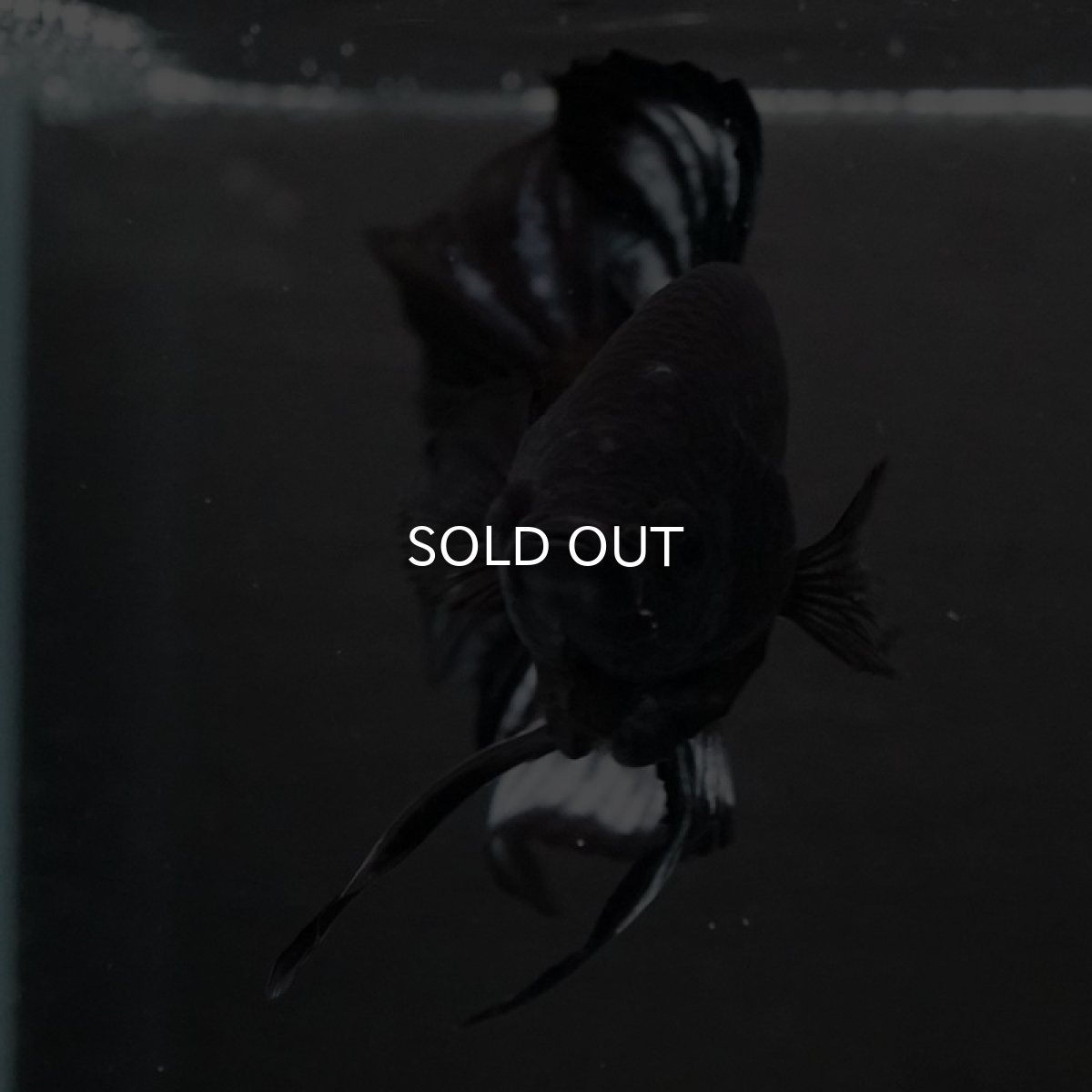 画像5: HMPK　ブラックファンシー (5)