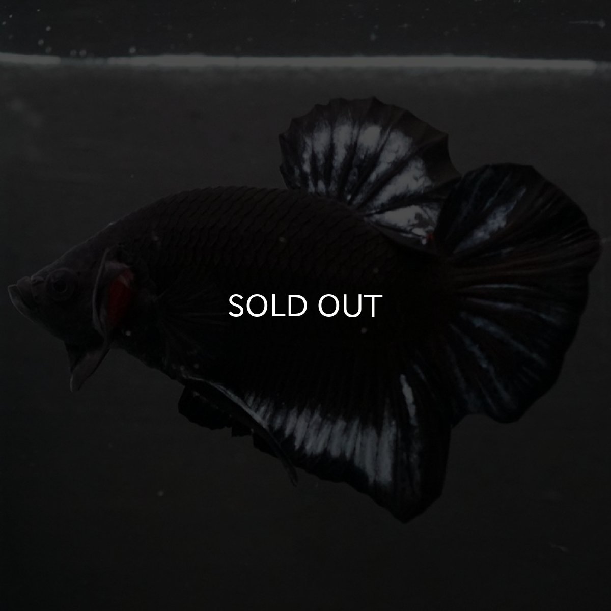 画像4: HMPK　ブラックファンシー (4)