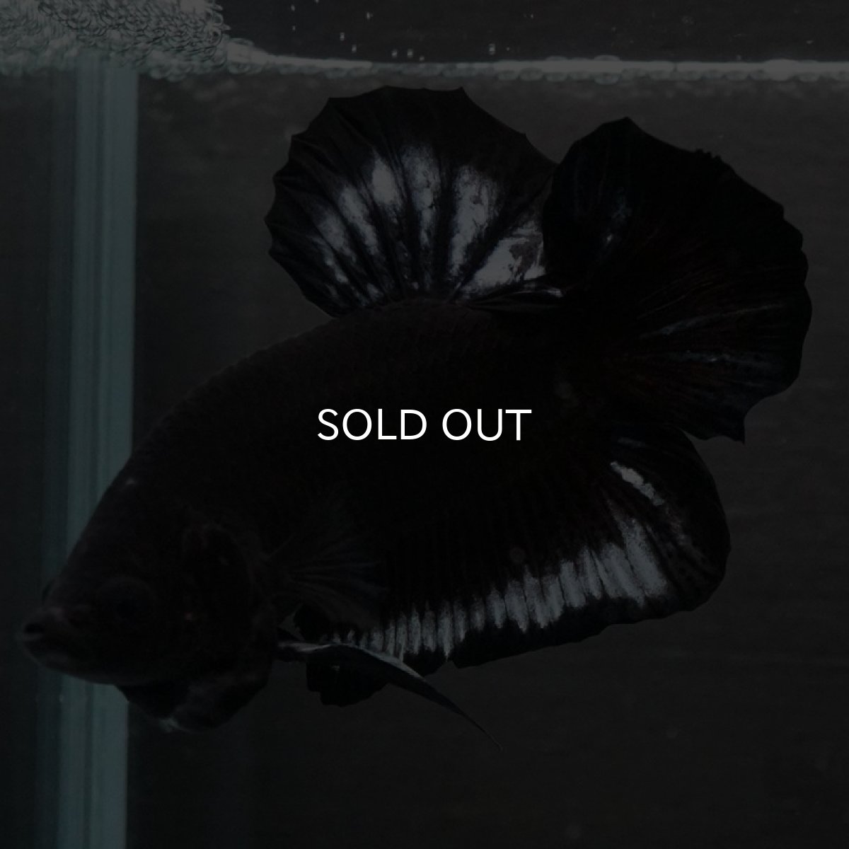 画像3: HMPK　ブラックファンシー (3)