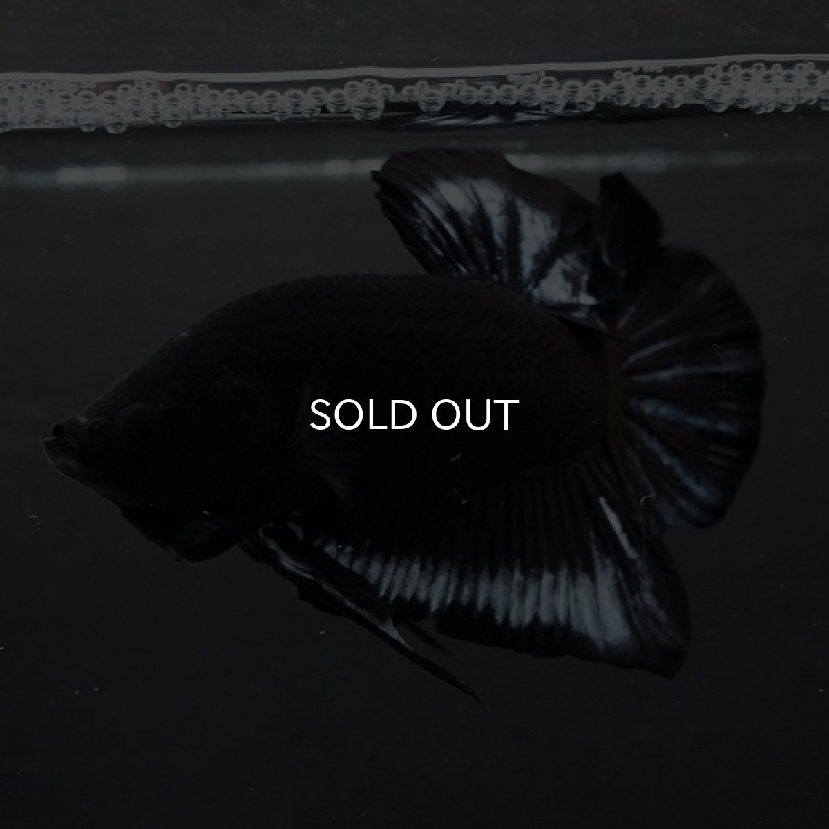 画像2: HMPK　ブラックファンシー (2)