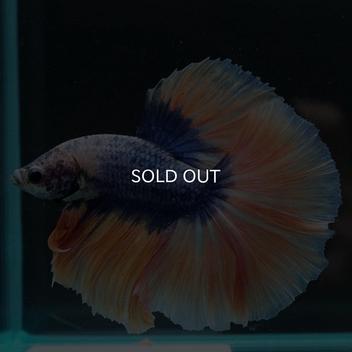 画像3: HM　イエローブルーグリッセル (3)