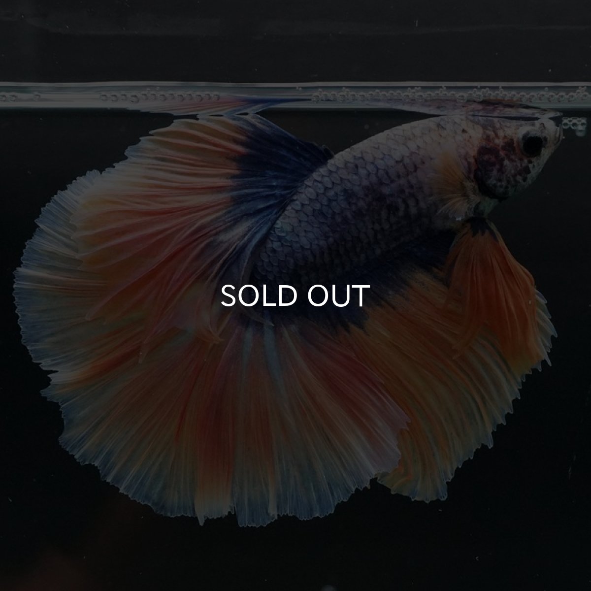 画像2: HM　イエローブルーグリッセル (2)