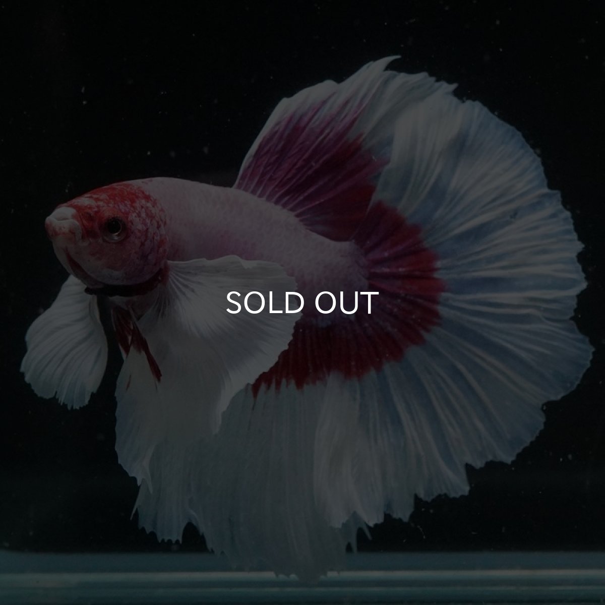 画像12: HM　ダンボ　ラベンダーバタフライ ローズテール (12)