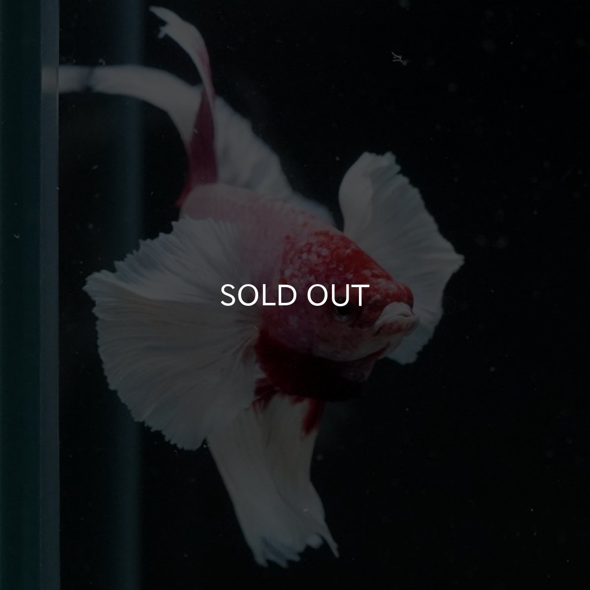 画像11: HM　ダンボ　ラベンダーバタフライ ローズテール (11)