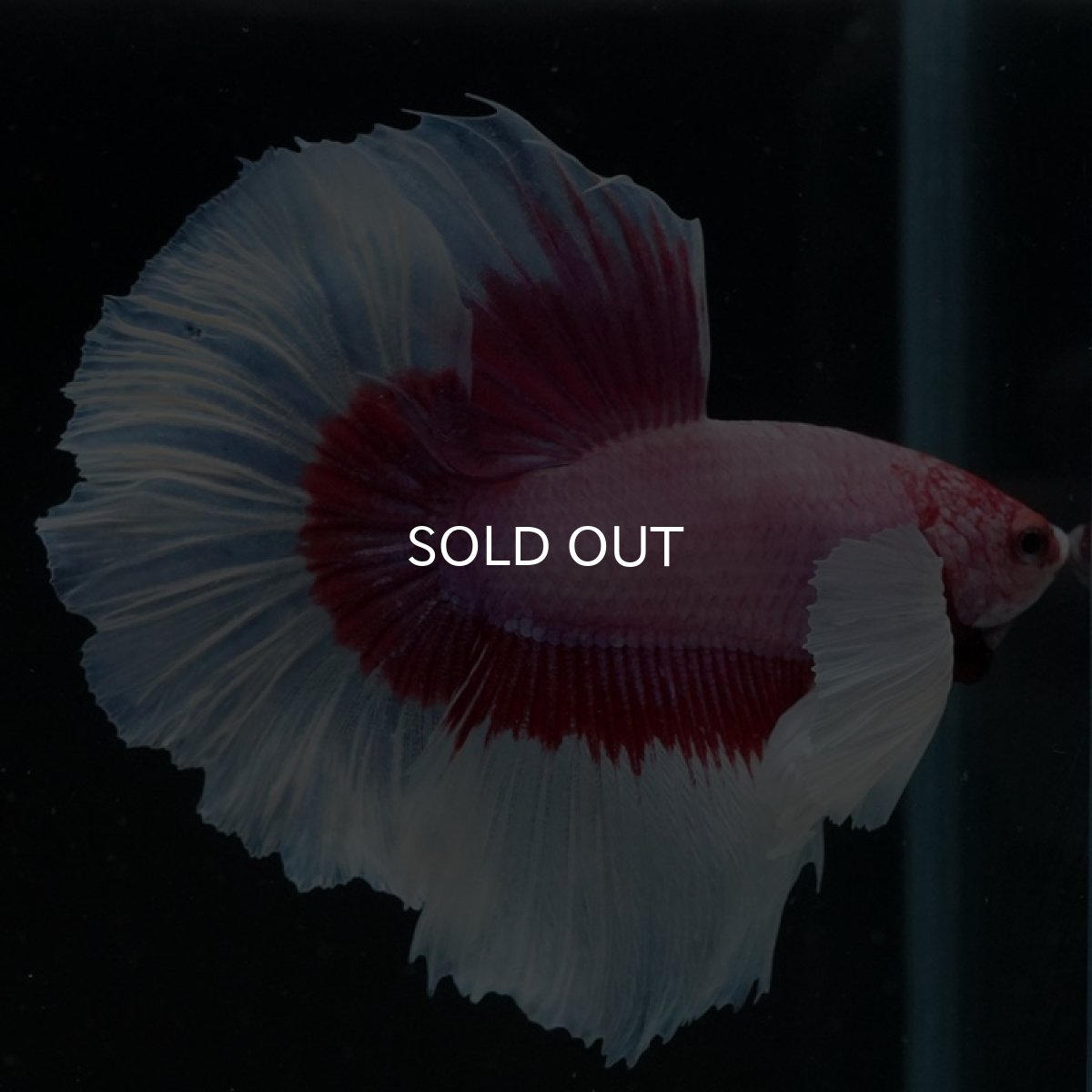 画像10: HM　ダンボ　ラベンダーバタフライ ローズテール (10)