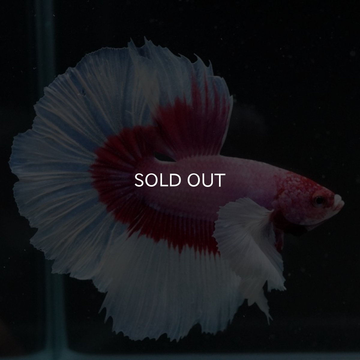 画像9: HM　ダンボ　ラベンダーバタフライ ローズテール (9)