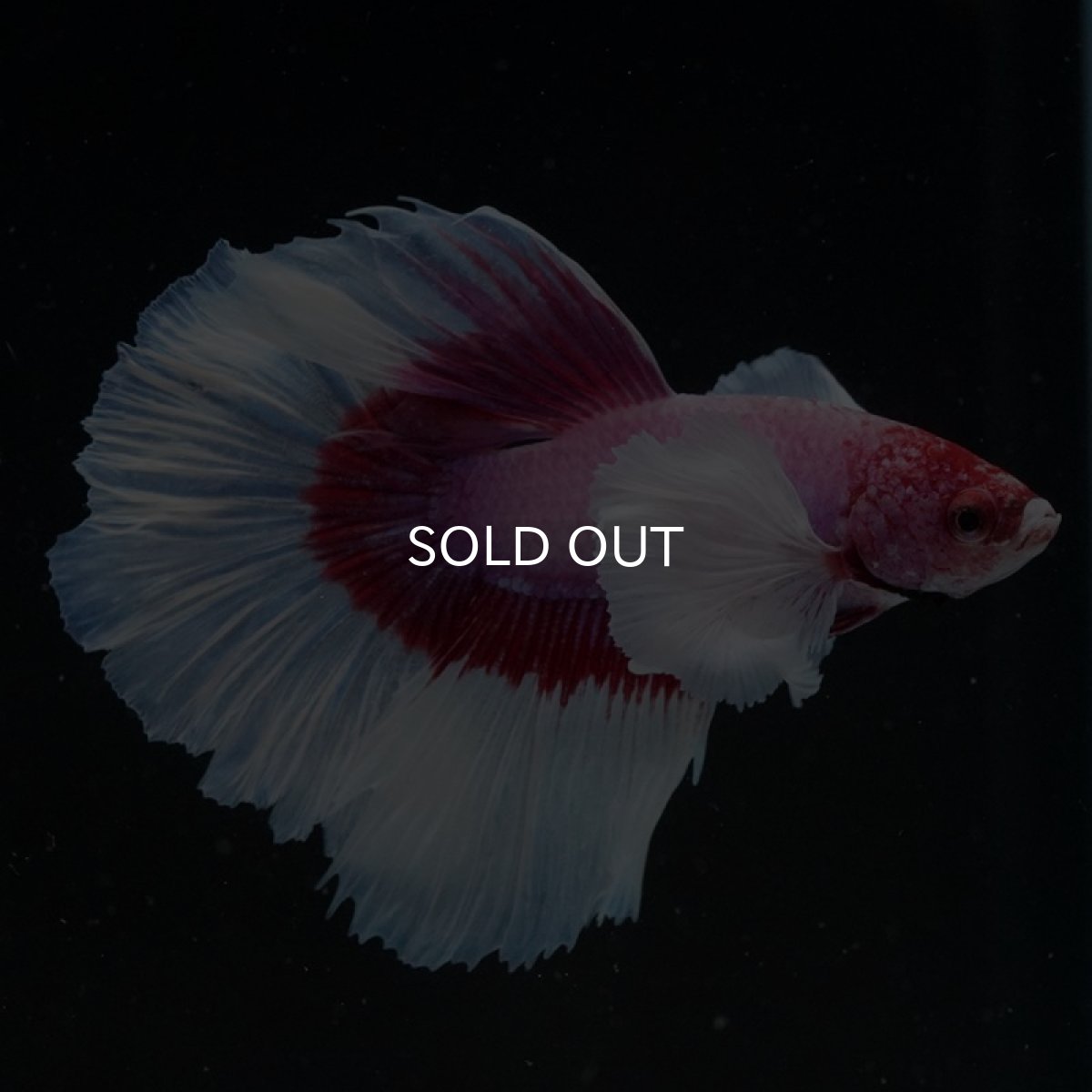 画像8: HM　ダンボ　ラベンダーバタフライ ローズテール (8)