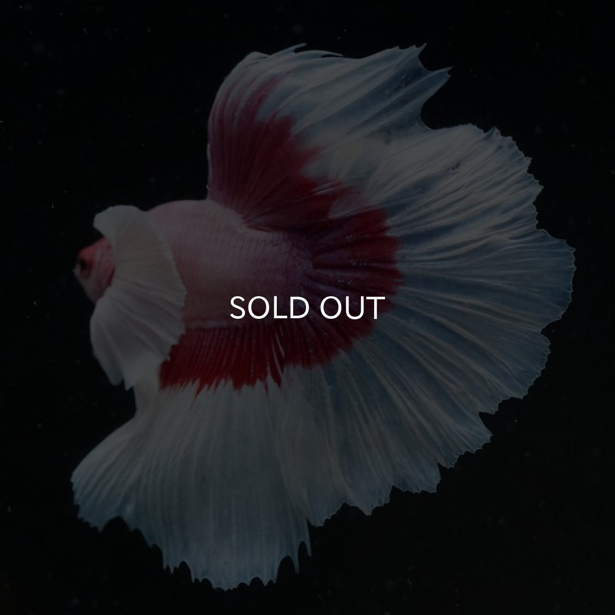 画像7: HM　ダンボ　ラベンダーバタフライ ローズテール (7)