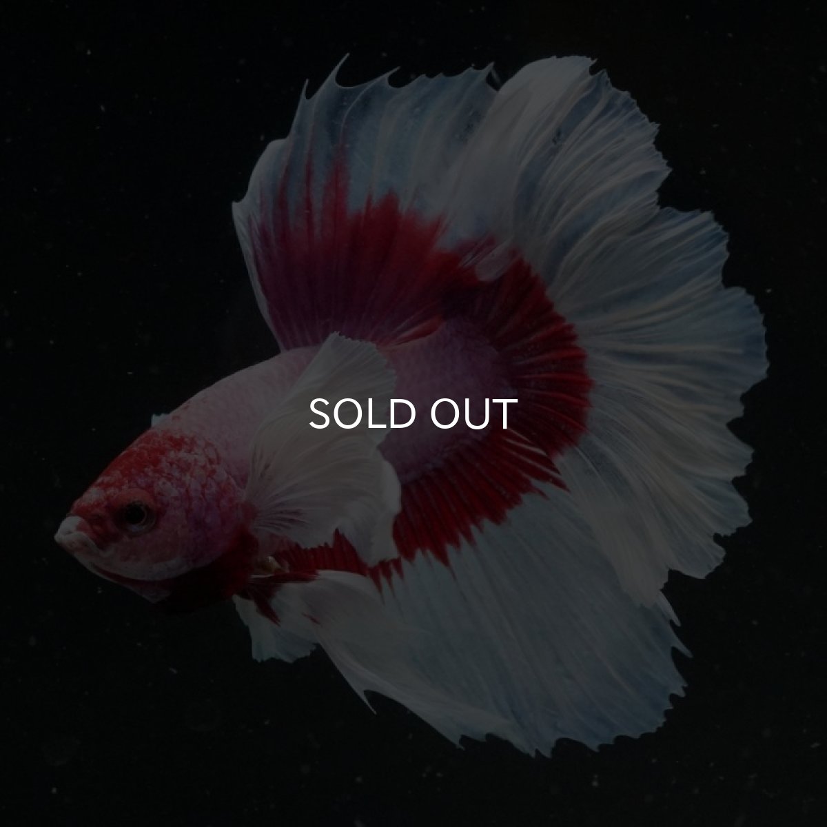 画像6: HM　ダンボ　ラベンダーバタフライ ローズテール (6)